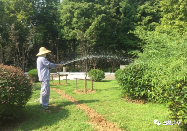 最難不過伏天，苗木安全度夏最全攻略！